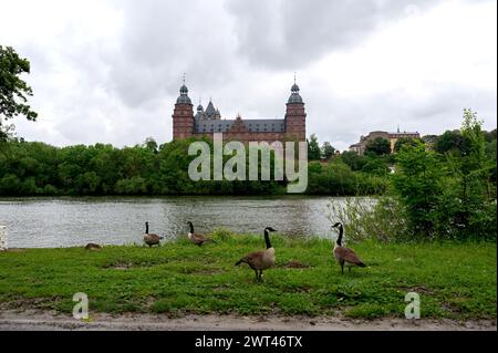 Kanadiengänse (Branta canadensis) auf einer Wiese mit Blick auf das Schloss Johannisburg in Aschaffenburg mit einem Fluss und bewölktem Himmel Stockfoto