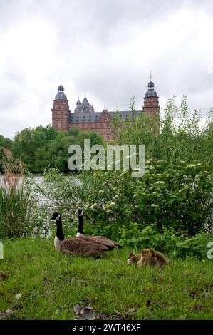 Kanadengänse ( Branta canadensis ) mit Gänsen auf einer Wiese mit Blick auf das Schloss Johannisburg in Aschaffenburg mit Fluss und bewölktem Himmel Stockfoto