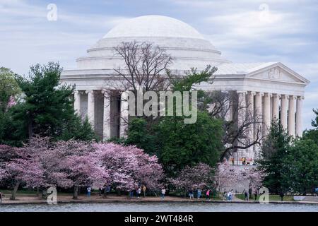 Das Jefferson Memorial im Tidal Basin in Washington, DC, USA. März 2024. Der National Park Service hat ein dreijähriges Projekt zur Sanierung von Meeresmauern im Wert von 113 Millionen US-Dollar um das Tidal Basin angekündigt, das die Entfernung von rund 140 von DC's weltberühmten blühenden Kirschblüten zwingt. Quelle: Abaca Press/Alamy Live News Stockfoto