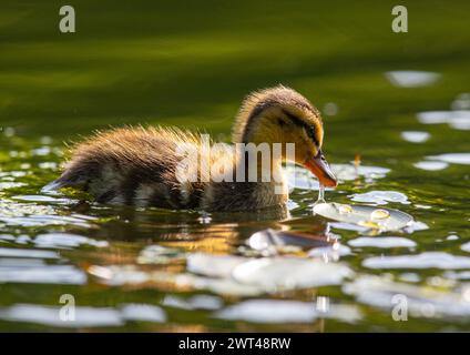 Eine Nahaufnahme eines flauschigen Mallard-Entlein (Anas platyrhynchos), winzig, neu, flauschig und sehr süß. Fütterung von Teichpflanzen .Suffolk, Großbritannien Stockfoto