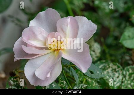 Rosa tomentosa, scharfe Flaumrose, wächst im Landhausgarten, Brownsburg-Chatham, Quebec, Kanada Stockfoto