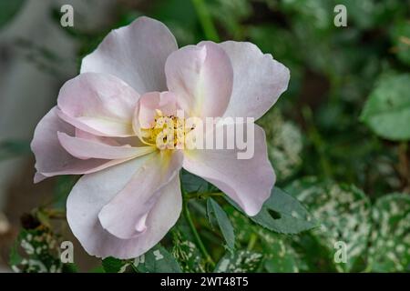 Rosa tomentosa, scharfe Flaumrose, wächst im Landhausgarten, Brownsburg-Chatham, Quebec, Kanada Stockfoto