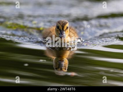 Eine Nahaufnahme eines flauschigen Mallard-Entlein (Anas platyrhynchos), winzig, neu, flauschig und sehr süß. Direkt zur Kamera. . Suffolk, Großbritannien. Stockfoto