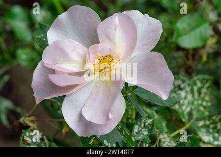 Rosa tomentosa, scharfe Flaumrose, wächst im Landhausgarten, Brownsburg-Chatham, Quebec, Kanada Stockfoto