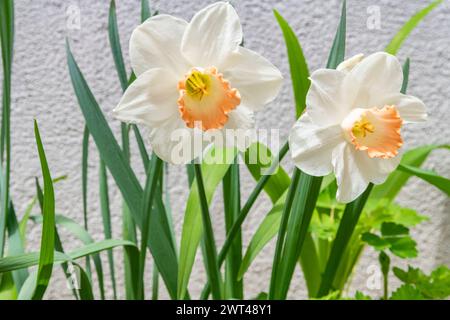 Narzissen, Narzissen pseudonarcis, blüht im Frühling Stockfoto