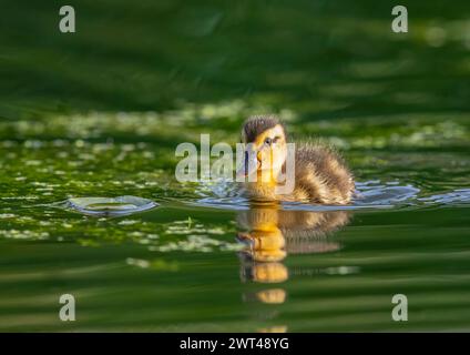 Eine Nahaufnahme eines flauschigen Mallard-Entlein (Anas platyrhynchos), winzig, neu, flauschig und sehr süß. Es gibt Kräuselungen, während es geht. Suffolk, Großbritannien. Stockfoto