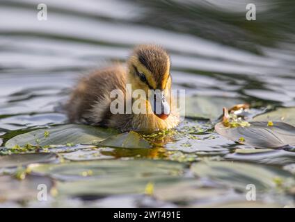 Eine Nahaufnahme eines flauschigen Mallard-Entlein (Anas platyrhynchos), winzig, neu, flauschig und sehr süß. Er macht Kräuselungen, während er geht. Suffolk, Großbritannien. Stockfoto