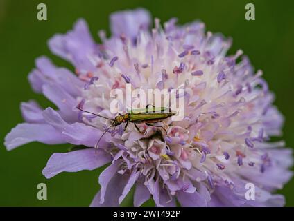 Ein falscher Ölkäfer oder geschwollener Oberschenkelkäfer - Oedemera nobilis ein schillerndes grünes Weibchen auf einem Feld Scabious. Suffolk, Großbritannien Stockfoto