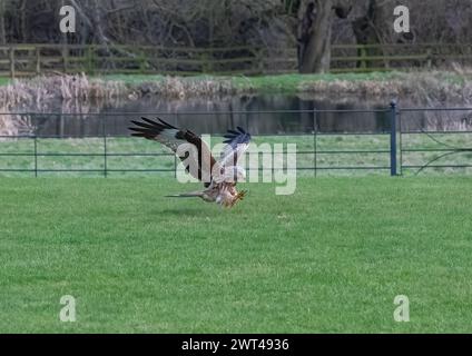 Ein Roter Drachen in Aktion, Krallen und Flügel ausgestreckt, bereit, etwas zu essen. Suffolk, Großbritannien Stockfoto