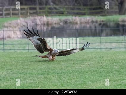 Ein Roter Drachen in Aktion, Krallen und prächtige Flügel ausgestreckt, bereit, etwas zu essen. Suffolk, Großbritannien Stockfoto