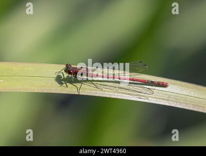 Eine männliche große rote Damselfliege (Pyrrhosoma nymphula) ließ sich auf einer Teichpflanze nieder, die ihren hellroten, lang gestreckten Körper zeigte. Suffolk. UK Stockfoto