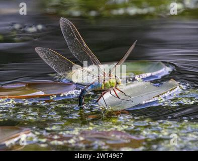 Eine weibliche Emeror Libelle ( Anax Imperator) in Aktion , die ihre Eier auf Potamageton-Blättern auf einem ländlichen Teich ablegt . Suffolk . UK Stockfoto