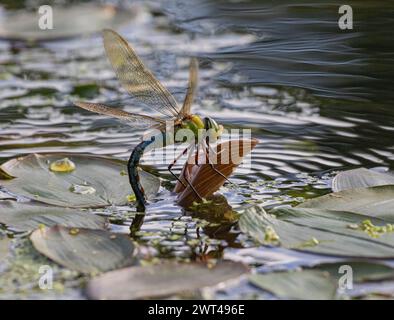 Eine weibliche Emeror Libelle ( Anax Imperator) in Aktion , die ihre Eier auf Potamageton-Blättern auf einem ländlichen Teich ablegt . Suffolk . UK Stockfoto