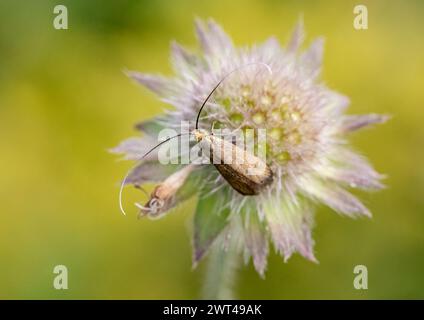 Der Brassy Longhorn Moth (Nemophora metallica), der auf einem Feld sabyöse Blume (Knautia arvensis) füttert national Scarse, seltene Motte in Suffolk, Großbritannien. Stockfoto