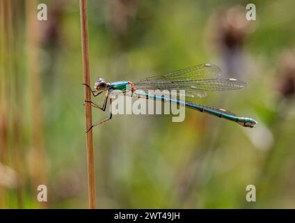 Ein männlicher Willow Emerald Damselfly (Chalcolestes viridis), der auf einem Schilf ruht und seine wunderschönen schillernden grünen Farben zeigt. Suffolk, Großbritannien Stockfoto