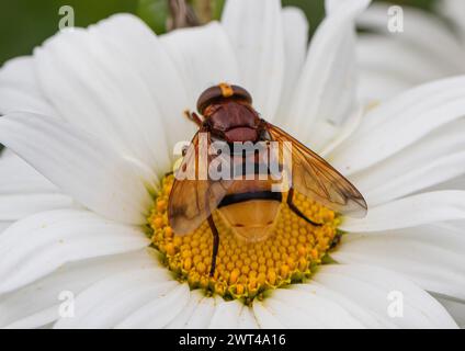 Volucella zonaria, die Hornissen imitieren den hoverfly, auch bekannt als die angeschnallte hoverfly, die sich an einem großen weißen Gänseblümchen ernährt, Suffolk, Großbritannien Stockfoto