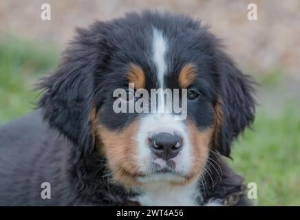 Ein entzückender Berner Berner Berner-Berner-Berghund-Welpe. Eine Nahaufnahme ihres wunderbaren Gesichts, der direkt in die Kamera blickt. Suffolk, Großbritannien Stockfoto