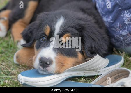 Ein entzückender Berner Berner Berner-Berner-Berghund-Welpe. Entspannen Sie sich, während Sie die Schuhe ihrer Besitzer bewachen. Suffolk, Großbritannien Stockfoto