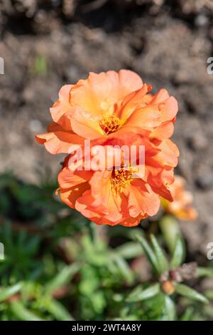Portulaca grandiflora, Moosrose, wächst im Hüttengarten, Brownsburg-Chatham, Quebec, Kanada Stockfoto