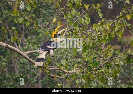 Großer Nashornvogel, der Feigen isst, Nordindien Stockfoto