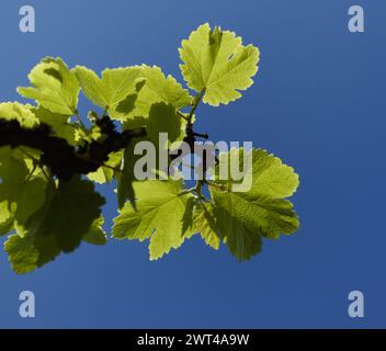 Weinbau auf Gran Canaria - frische junge Blätter auf Weinpflanzen im frühen Frühjahr Stockfoto