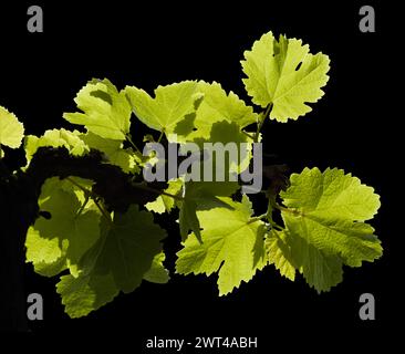 Weinbau auf Gran Canaria - frische junge Blätter auf Weinpflanzen im frühen Frühjahr Stockfoto