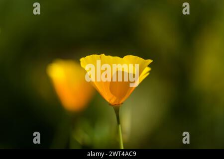 Flora von Gran Canaria - Eschschscholzia californica, der kalifornische Mohn, eingeführt und invasive Arten natürlichen Makro floralen Hintergrund Stockfoto