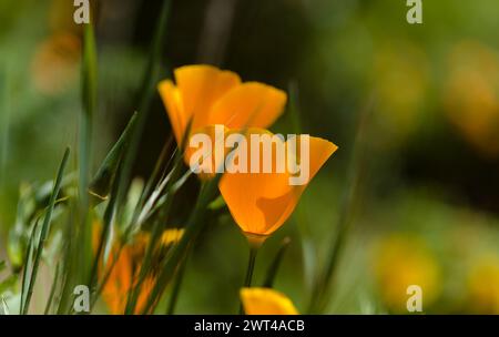 Flora von Gran Canaria - Eschschscholzia californica, der kalifornische Mohn, eingeführt und invasive Arten natürlichen Makro floralen Hintergrund Stockfoto