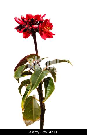 Blühende Jatropha integerrima, peregrina oder scharfe Jatropha, isoliert auf weißem Hintergrund Stockfoto