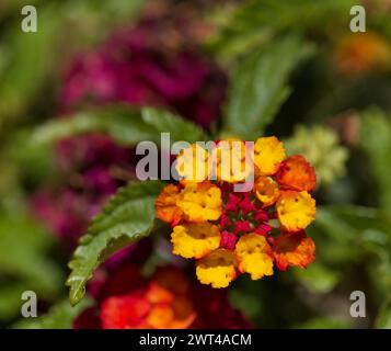 Flora von Gran Canaria - Lantana camara, gemein lantana, führte invasive Arten ein Stockfoto