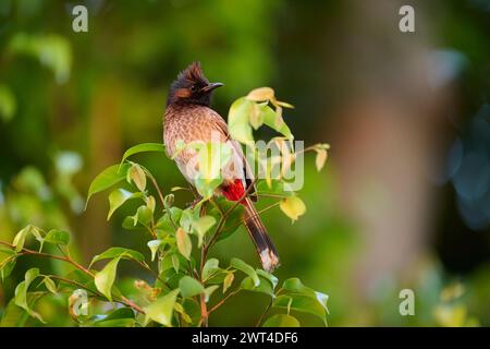 Rot belüfteter Bulbul, der auf einem Baum sitzt Stockfoto