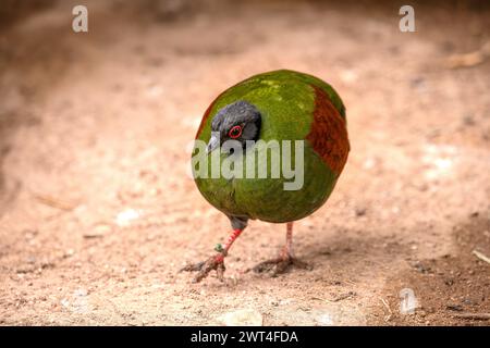 Rebhühner Stockfoto