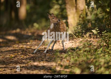 Hirsche in Alarmbereitschaft, Corbett National Park, Indien Stockfoto