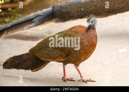 Der Malayische Große Argus Stockfoto