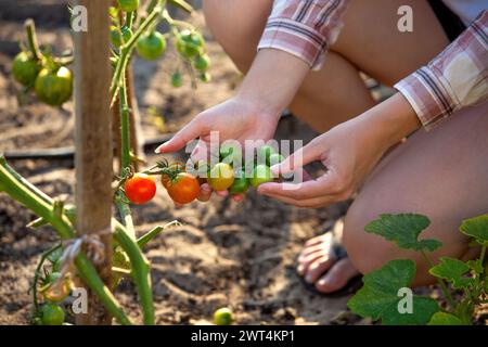 Weibliche Hand hält Tomatenzweig. Bauern ernten grüne und rote Tomaten. Frisch gepflückte Tomaten in der Hand einer Frau. Landwirtschaft und Landwirtschaft Stockfoto