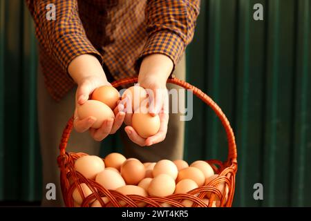 Braune Bio-Eier, gesammelt in einem Korb von einer Farmerin auf einem leuchtend grünen Hintergrund. Geflügelzucht. Umweltfreundliches Produkt. Landwirtschaft. Frisches Ei. Stockfoto