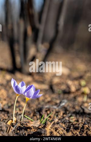 Crocus pulchellus oder haarige Krokus Lila Blüte im frühen Frühling nach den Waldbränden, die Natur wiedergeboren Stockfoto