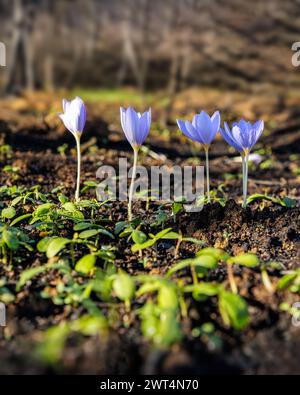 Crocus pulchellus oder haariger Krokus im frühen Frühling lila Blumenstrauß im Wald Stockfoto