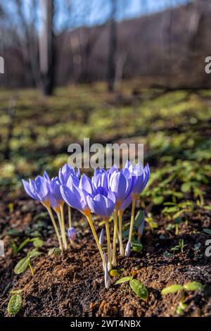 Crocus pulchellus oder haarige Krokus Lila Blüte im frühen Frühling nach den Waldbränden, die Natur wiedergeboren Stockfoto