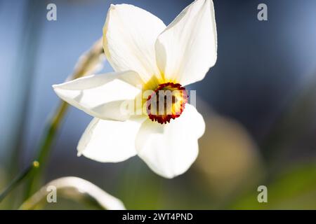 Eine weiße Narzissen mit einer orange-gelben Mitte im Peel Park. (Narcissus Actaea) Stockfoto