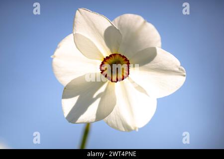 Eine weiße Narzissen mit einer orange-gelben Mitte im Peel Park. (Narcissus Actaea) Stockfoto