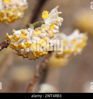 Edgeworthia chrysantha (Paperbush) Stockfoto