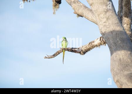 Rosenberingter Sittich im Baum. (Psittacula krameri) auf einem Baum vor dem blauen Himmel in einer natürlichen Umgebung sitzen Stockfoto