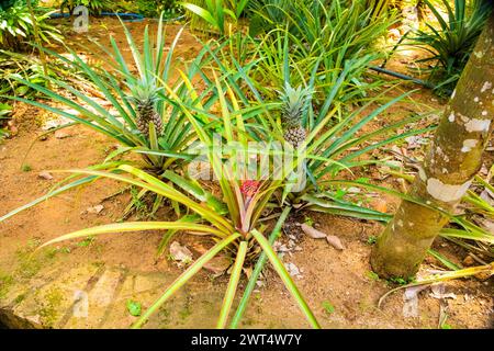 Junge rote grüne Ananapelblüte am Baum im Garten. Ananas blühende Pflanze im selektiven Fokus Stockfoto