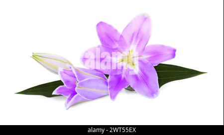 Violette Lilienblüten auf weißem Hintergrund. Beerdigungsattribute Stockfoto