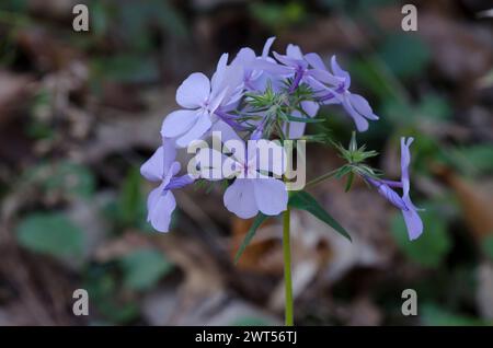 Wild Blue Phlox, Phlox maculata Stockfoto