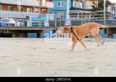 Profilaufnahme von Senior Yellow Labrador „Chief“, der seinen berühmten Bocking-Bronco-Lauf am Strand in Avon am Meer macht Stockfoto