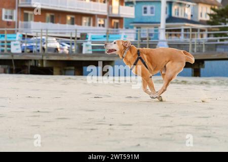 Profilaufnahme von Senior Yellow Labrador „Chief“, der seinen berühmten Bocking-Bronco-Lauf am Strand in Avon am Meer macht Stockfoto
