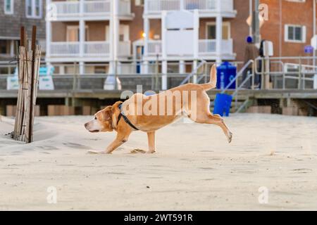 Profilaufnahme von Senior Yellow Labrador „Chief“, der seinen berühmten Bocking-Bronco-Lauf am Strand in Avon am Meer macht Stockfoto