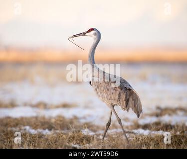 Erwachsener Sandhill Crane - Grus canadensis - Spaziergang auf einem schneebedeckten Feld bei Sonnenuntergang in Monte Vista, Colorado Stockfoto